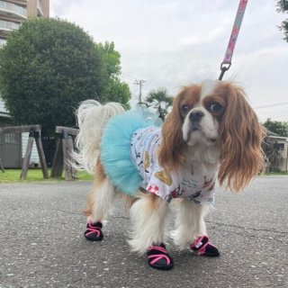 週末お値下げ中！アロアロ 犬洋服 キャバリア 新品/特典付き その他