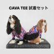 画像1: CAVA TEE試着セット（430円分ポイントバック付き） (1)