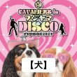 画像1: 【犬】前売券 FUJIDOG2024【CAVALIERS IN フジヤマDISCO】 (1)