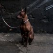 画像31: 【首輪】WOLF GANG /Mix Tape COLLAR (31)